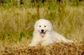 Maremma Sheepdog Dogs Breed - Information, Temperament, Size & Price | Pets4Homes