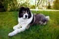 Caucasian Shepherd Dog Dogs Breed - Information, Temperament, Size & Price | Pets4Homes