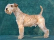 Lakeland Terrier Dogs Breed - Information, Temperament, Size & Price | Pets4Homes