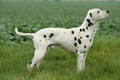 Dalmatian Dogs Breed - Information, Temperament, Size & Price | Pets4Homes