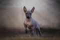 Mexican Hairless Dogs Breed - Information, Temperament, Size & Price | Pets4Homes