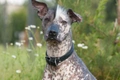 Mexican Hairless Dogs Breed - Information, Temperament, Size & Price | Pets4Homes