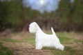 West Highland White Terriër Dogs Ras: Karakter, Levensduur & Prijs | Puppyplaats