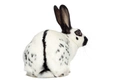 English Rabbits Breed - Information, Temperament, Size & Price | Pets4Homes