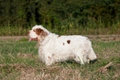 Clumber Spaniel Dogs Ras: Karakter, Levensduur & Prijs | Puppyplaats