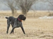 German Wirehaired Pointer Dogs Breed - Information, Temperament, Size & Price | Pets4Homes