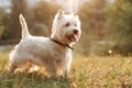 West Highland White Terriër Dogs Ras: Karakter, Levensduur & Prijs | Puppyplaats