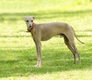 Italian Greyhound Dogs Breed - Information, Temperament, Size & Price | Pets4Homes