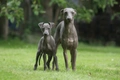 Italian Greyhound Dogs Breed - Information, Temperament, Size & Price | Pets4Homes