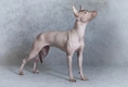 Mexican Hairless Dogs Breed - Information, Temperament, Size & Price | Pets4Homes