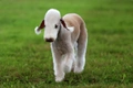 Bedlington Terrier Dogs Breed - Information, Temperament, Size & Price | Pets4Homes