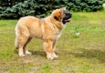 Caucasian Shepherd Dog Dogs Breed - Information, Temperament, Size & Price | Pets4Homes