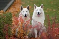 White Swiss Shepherd Dogs Breed - Information, Temperament, Size & Price | Pets4Homes