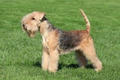 Lakeland Terrier Dogs Breed - Information, Temperament, Size & Price | Pets4Homes