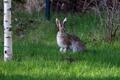 Alaska Rabbits Breed - Information, Temperament, Size & Price | Pets4Homes