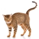 Serengeti Cats Breed - Information, Temperament, Size & Price | Pets4Homes