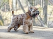 Soft Coated Wheaten Terrier Dogs Breed - Information, Temperament, Size & Price | Pets4Homes