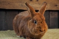 New Zealand Rabbits Breed - Information, Temperament, Size & Price | Pets4Homes