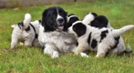 Newfoundlander Dogs Ras: Karakter, Levensduur & Prijs | Puppyplaats