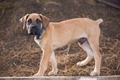 Boerboel Dogs Breed - Information, Temperament, Size & Price | Pets4Homes