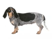 Basset Bleu de Gascogne Dogs Ras: Karakter, Levensduur & Prijs | Puppyplaats