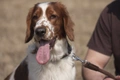 Welsh Springer Spaniel Dogs Ras: Karakter, Levensduur & Prijs | Puppyplaats