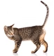 Serengeti Cats Breed - Information, Temperament, Size & Price | Pets4Homes