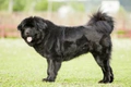 Tibetaanse Mastiff Dogs Ras: Karakter, Levensduur & Prijs | Puppyplaats