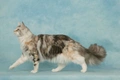 Maine Coon Cats Breed - Information, Temperament, Size & Price | Pets4Homes