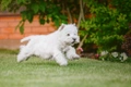 West Highland White Terriër Dogs Ras: Karakter, Levensduur & Prijs | Puppyplaats