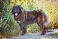 Caucasian Shepherd Dog Dogs Breed - Information, Temperament, Size & Price | Pets4Homes