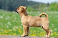 Jug Dogs Breed - Information, Temperament, Size & Price | Pets4Homes