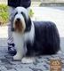 Bearded Collie Dogs Breed - Information, Temperament, Size & Price | Pets4Homes