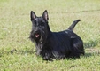 Scottish Terrier Dogs Breed - Information, Temperament, Size & Price | Pets4Homes