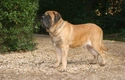 Mastiff Dogs Breed - Information, Temperament, Size & Price | Pets4Homes