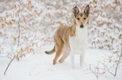 Smooth Collie Dogs Breed - Information, Temperament, Size & Price | Pets4Homes