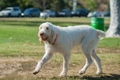 Spinone Italiano Dogs Ras: Karakter, Levensduur & Prijs | Puppyplaats