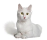 Arctic Curl Cats Breed - Information, Temperament, Size & Price | Pets4Homes