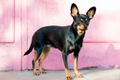 English Toy Terrier Dogs Breed - Information, Temperament, Size & Price | Pets4Homes