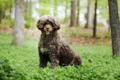 Portuguese Water Dog Dogs Breed - Information, Temperament, Size & Price | Pets4Homes