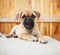 Chug Dogs Breed - Information, Temperament, Size & Price | Pets4Homes