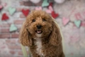 Poochon Dogs Breed - Information, Temperament, Size & Price | Pets4Homes