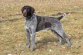 Korthals Griffon Dogs Breed - Information, Temperament, Size & Price | Pets4Homes