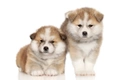 Akita Dogs Ras: Karakter, Levensduur & Prijs | Puppyplaats