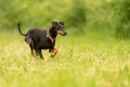 Manchester Terrier Dogs Breed - Information, Temperament, Size & Price | Pets4Homes