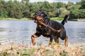 Rottweiler Dogs Breed - Information, Temperament, Size & Price | Pets4Homes