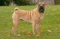 Shar Pei Dogs Ras: Karakter, Levensduur & Prijs | Puppyplaats