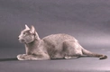 Russian Blue Cats Breed - Information, Temperament, Size & Price | Pets4Homes