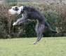 Lurcher Dogs Breed - Information, Temperament, Size & Price | Pets4Homes