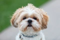 Shih Tzu Dogs Ras: Karakter, Levensduur & Prijs | Puppyplaats